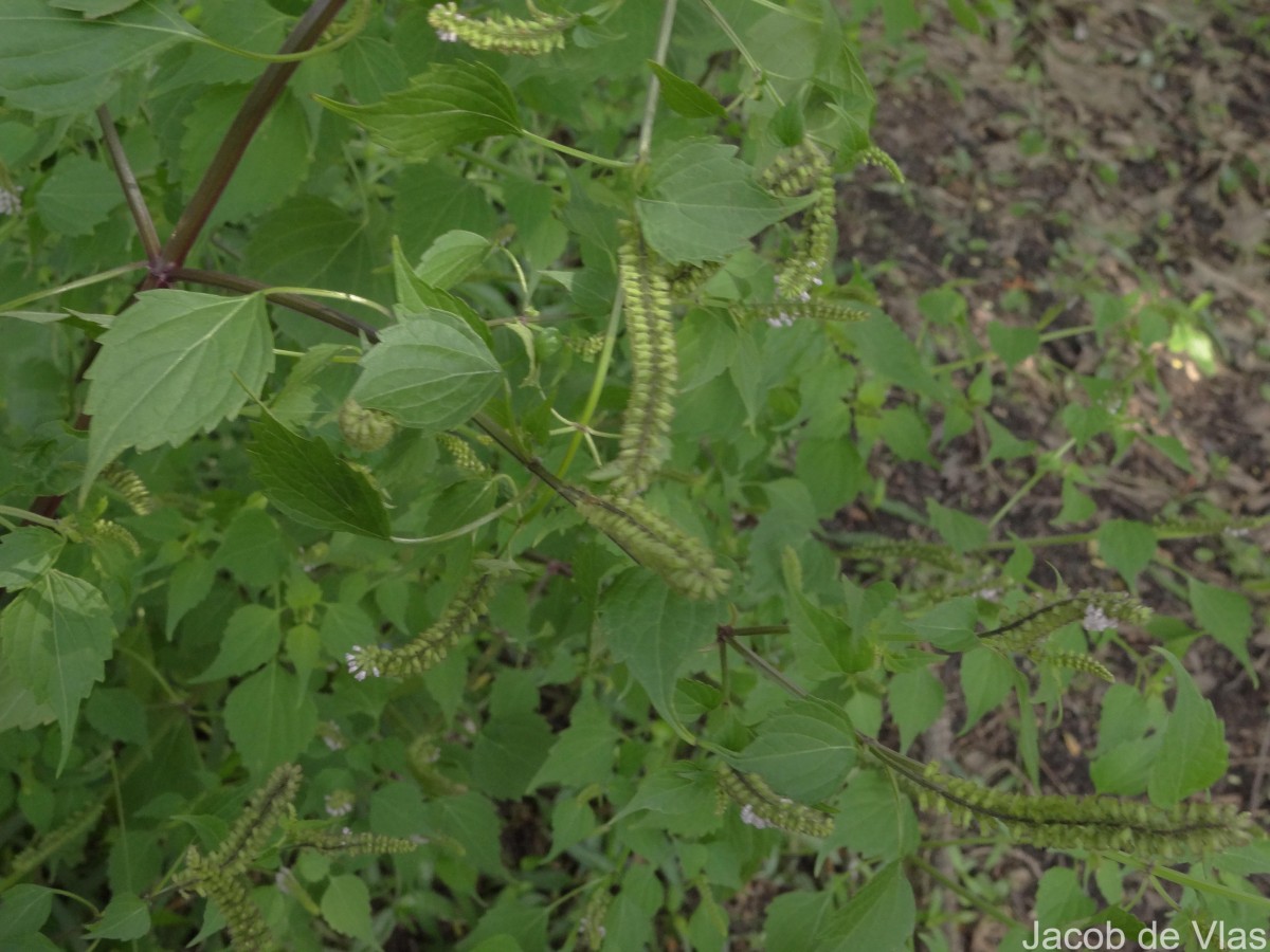 Basilicum polystachyon (L.) Moench